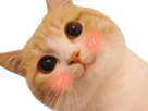 https://image.noelshack.com/fichiers/2023/12/2/1679426417-image-chat-mignon.png