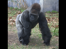 https://image.noelshack.com/fichiers/2023/14/2/1680561536-western-lowland-gorilla-4531337254.jpg