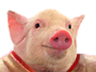 https://image.noelshack.com/fichiers/2023/15/2/1681209180-1599870095-cochon2.png