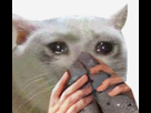 https://image.noelshack.com/minis/2023/16/1/1681716548-ee67a4f5-6fa8-4888-9ca8-02ad02a86577.png