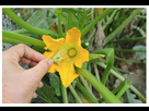 https://www.noelshack.com/2023-16-3-1681886749-zucchini-pollinate.jpg