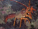 https://image.noelshack.com/minis/2023/17/1/1682329276-monaco-musee-oceanographique089.png