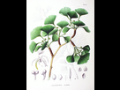 https://image.noelshack.com/minis/2023/17/1/1682331432-ginkgo-biloba-sz136.png