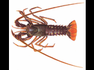 https://image.noelshack.com/minis/2023/17/1/1682333817-palinurus-elephas-jpg.png