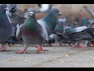 https://image.noelshack.com/fichiers/2023/18/1/1682923224-1678029274-181101-pigeons-saudi-arabia-mystery-feature.png