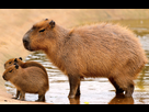 https://image.noelshack.com/fichiers/2023/19/1/1683497102-adult-capybara.jpg