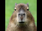 https://image.noelshack.com/fichiers/2023/19/1/1683497318-capybara-square-1-jpg-optimal.jpg