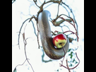 https://image.noelshack.com/fichiers/2023/19/2/1683639161-full-1.png