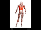 https://image.noelshack.com/minis/2023/19/2/1683663374-le-muscle-grand-dorsal-illustration-de-l-ordinateur-2aakrnt.png