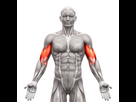 https://image.noelshack.com/minis/2023/19/2/1683663435-bench-press-and-biceps-1000x.png