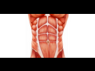 https://image.noelshack.com/minis/2023/19/2/1683663632-anatomie-des-abdominaux.png