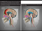 https://image.noelshack.com/fichiers/2023/19/3/1683736033-brain-toilet-comparison-web.jpg