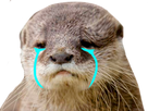 https://image.noelshack.com/fichiers/2023/19/5/1683902971-loutre-pleure.png