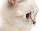 https://image.noelshack.com/fichiers/2023/20/1/1684183095-1675603231-stickerchat2-chsk.png