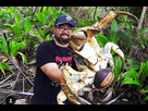 https://image.noelshack.com/fichiers/2023/20/7/1684686521-gigantesque-specimen-de-crabe-de-cocotier.jpg