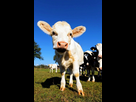 https://image.noelshack.com/fichiers/2023/22/2/1685444766-viande-veau-caracteristiques.jpg