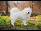 https://image.noelshack.com/fichiers/2023/22/3/1685485632-dog-samoyed-a-samoyed-s-lovely-white-coat-and-thick-bushy-tail.jpg