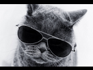 https://www.noelshack.com/2023-22-3-1685539560-cool-cat-with-sunglasses-independent-100745572-large.jpg