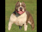 https://image.noelshack.com/fichiers/2023/22/4/1685634708-american-bully.jpg