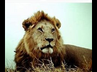 https://image.noelshack.com/fichiers/2023/23/2/1686051124-lion-2.jpg