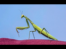 https://image.noelshack.com/fichiers/2023/23/3/1686174108-european-praying-mantis-mantis-religiosa-green-female-dobruja.jpg