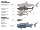 https://image.noelshack.com/fichiers/2023/24/5/1686883637-megalodon-carcharodon-scale-chart-svg-svg.png