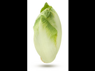 https://image.noelshack.com/fichiers/2023/24/5/1686925327-endive-blanche.png