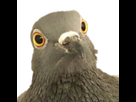 https://image.noelshack.com/fichiers/2023/24/6/1687032535-1644765668-pigeon2.png