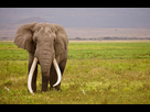 https://image.noelshack.com/fichiers/2023/24/7/1687094634-elephant-wild-africa-standing.jpg