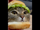 https://image.noelshack.com/fichiers/2023/25/3/1687318603-burger-chat.jpeg