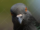 https://image.noelshack.com/fichiers/2023/25/3/1687330972-pigeon.jpg