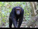 https://image.noelshack.com/fichiers/2023/25/6/1687639634-chimpanzes-singe-tanzanie-scaled.jpg