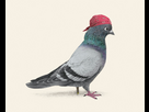 https://image.noelshack.com/fichiers/2023/25/7/1687713927-pirate-pigeon.jpg