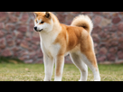 https://image.noelshack.com/fichiers/2023/26/1/1687788748-akita-inu.jpg