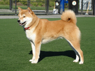 https://image.noelshack.com/fichiers/2023/26/1/1687788761-1200px-taka-shiba.jpg