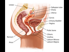 https://image.noelshack.com/minis/2023/26/3/1687934946-femaleurinarysystemkocakayaaligetty-6baf180371ae4a229db02d5b70f49cb2.png