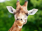 https://image.noelshack.com/fichiers/2023/26/3/1687985769-girafe.jpg