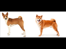 https://www.noelshack.com/2023-26-7-1688316688-shiba-basenji.jpg