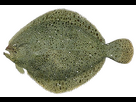 https://image.noelshack.com/fichiers/2023/27/2/1688466696-scophthalmus-rhombus-trans.png