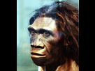 https://image.noelshack.com/fichiers/2023/27/4/1688672761-homo-erectus-adult-female-head-model-smithsonian-museum-of-natural-history-2012-05-17.jpg