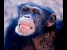 https://image.noelshack.com/fichiers/2023/27/4/1688672787-young-male-chimp.png