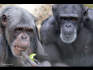 https://image.noelshack.com/minis/2023/27/6/1688807220-arfur-eveline-copyright-monkey-world.png