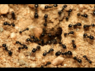 https://image.noelshack.com/minis/2023/27/6/1688807827-ants.png