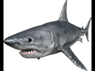 https://image.noelshack.com/fichiers/2023/27/7/1688910429-163555-megalodon-shark-face-free-clipart-hq.jpeg