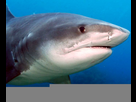 https://www.noelshack.com/2023-28-2-1689077153-requin-tigre.jpg