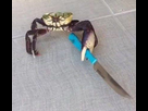 https://image.noelshack.com/fichiers/2023/28/2/1689077844-crabe-relou.jpg