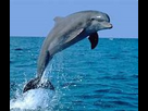 https://image.noelshack.com/fichiers/2023/28/2/1689078249-dolphin.jpg