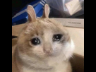 https://image.noelshack.com/fichiers/2023/28/5/1689371472-crying-lapin.jpg