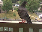 https://image.noelshack.com/fichiers/2023/28/7/1689499327-pigeon3.jpg