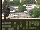 https://image.noelshack.com/fichiers/2023/28/7/1689499342-pigeon4.jpg